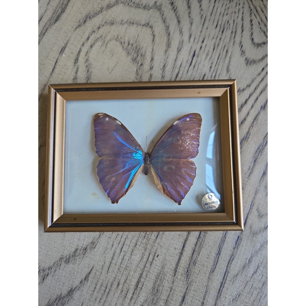 Vintge Blue Morpho Butterfly Convex Bubble Glass Frame Jangada Brasil Iridescent